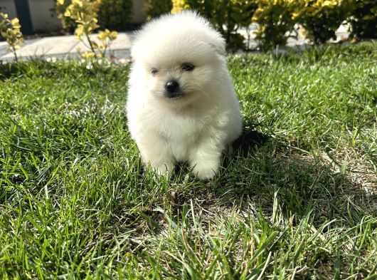 3Adet Pomeriaan Boo Yavrularımız Yeni Sahiplerini Beklıyor görsel