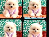 Pomeri̇an Boo Yavrulari Ankara