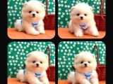 Pomeri̇an Boo Yavrulari Ankara