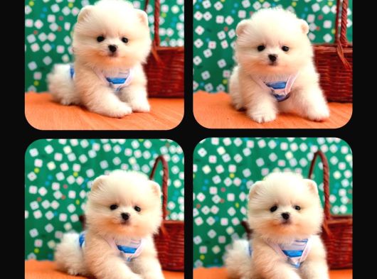 Pomeri̇an Boo Yavrulari Ankara görsel