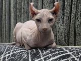 Elf Sphynx Erkek 6 Aylık