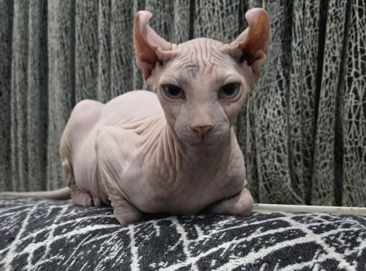 Elf Sphynx Erkek 6 Aylık görsel