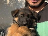 Şecereli Uzun Tüylü Dişi Yavrular