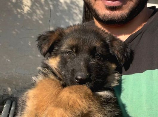Şecereli Uzun Tüylü Dişi Yavrular görsel