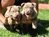 Exotic Bully Yavrular