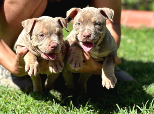 Exotic Bully Yavrular görsel