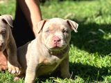 Exotic bully yavrular