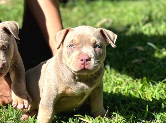 Exotic Bully Yavrular