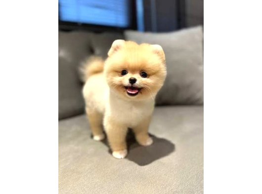 Pomeranian Tedy Bardak Boy Yavrular görsel