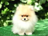Pomeranian Tedy Bardak Boy Yavrular