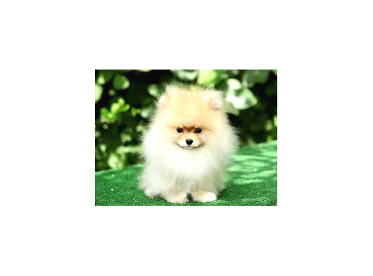 Pomeranian Tedy Bardak Boy Yavrular görsel