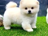 Pomeranian Tedy bardak boy yavrular