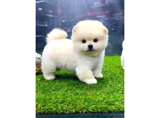 Pomeranian Tedy Bardak Boy Yavrular