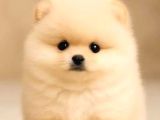 Pomeranian Tedy Bardak Boy Yavrular