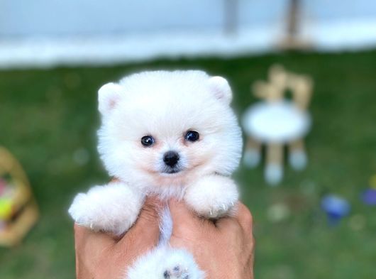 Ayı Surat Teacup Pomeranian görsel