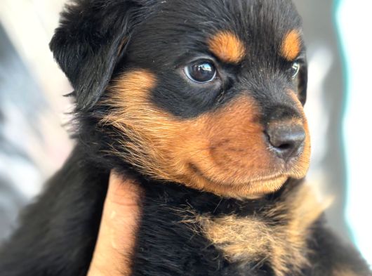 A  Kalite Rot görsel
