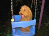POODLE YETİSKİN