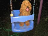 Poodle Yeti̇ski̇n