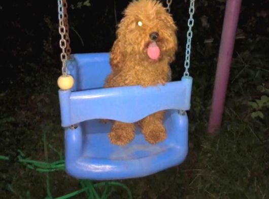 Poodle Yeti̇ski̇n görsel