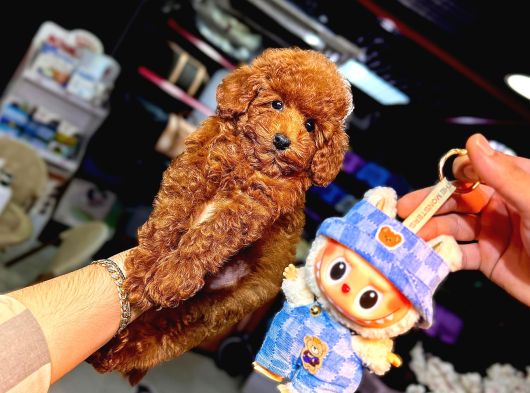 Red Brown Toy Poodle Bebekler