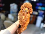 Red Brown Toy Poodle Bebekler