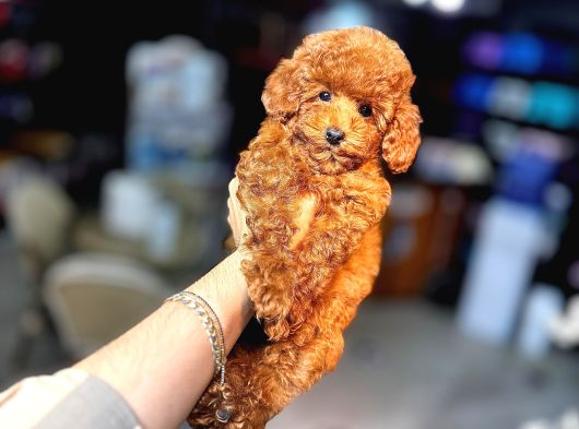 Red Brown Toy Poodle Bebekler görsel