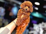 Red Brown Toy Poodle Bebekler