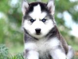 Her renkten husky yavrularımız