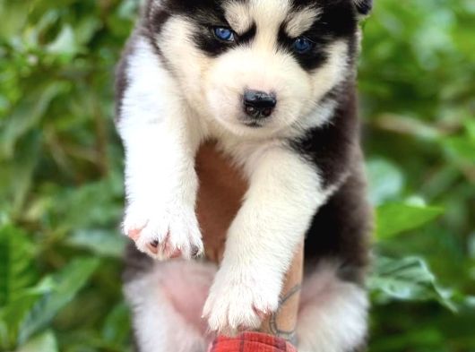 Her Renkten Husky Yavrularımız görsel