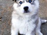 Her Renkten Husky Yavrularımız