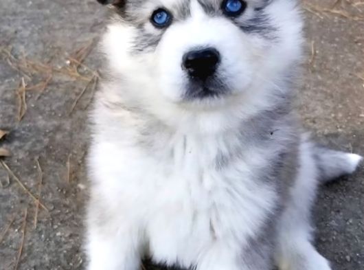 Her Renkten Husky Yavrularımız görsel