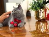 Yok Böyle Güzeli̇ Bri̇ti̇sh Shorthai̇r Yavru Kedi̇