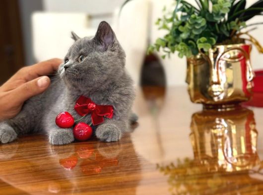 Yok Böyle Güzeli̇ Bri̇ti̇sh Shorthai̇r Yavru Kedi̇ görsel