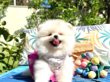 Pomeranian Boo Safkan Ayi Surat Yavrularımız