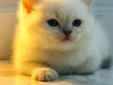 Munchkin Ve Bluepoint Yavrularımız