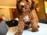 Anne Altindan Toy Poodle Yavrulari