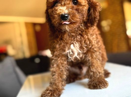 Anne Altindan Toy Poodle Yavrulari görsel