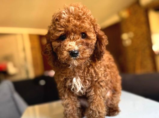 Anne Altindan Toy Poodle Yavrulari