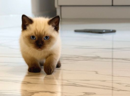 Munchkin Ve Bluepoint Yavrularımız görsel