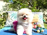 Pomeranian Boo Safkan Ayi Surat Yavrularımız