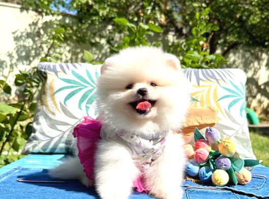 Pomeranian Boo Safkan Ayi Surat Yavrularımız