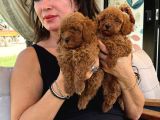 Minik Toy Poodle Bebeklerimiz Sizleri Bekliyor