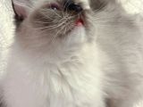 Anne Altından Safkan Ragdoll Yavrular