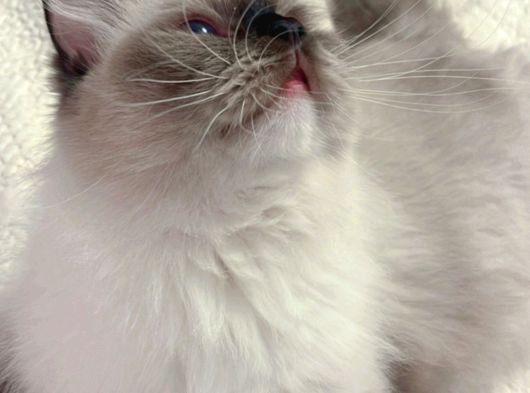 Anne Altından Safkan Ragdoll Yavrular görsel