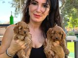 Minik toy poodle bebeklerimiz sizleri bekliyor