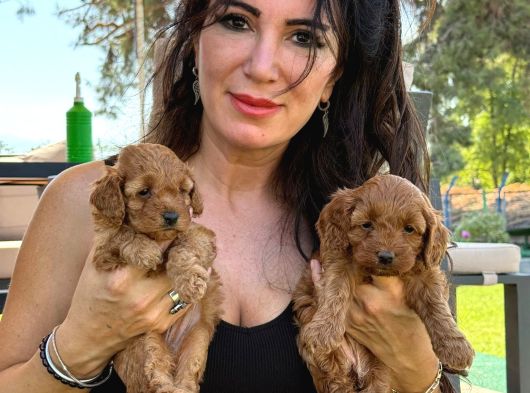 Minik Toy Poodle Bebeklerimiz Sizleri Bekliyor