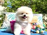 Pomeranian Boo Safkan Ayi Surat Yavrularımız
