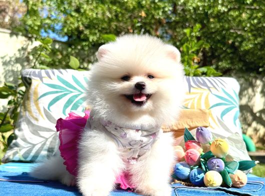 Pomeranian Boo Safkan Ayi Surat Yavrularımız görsel
