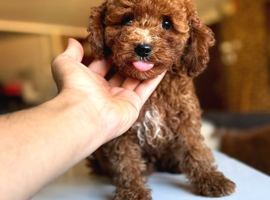 Anne Altindan Toy Poodle Yavrulari görsel
