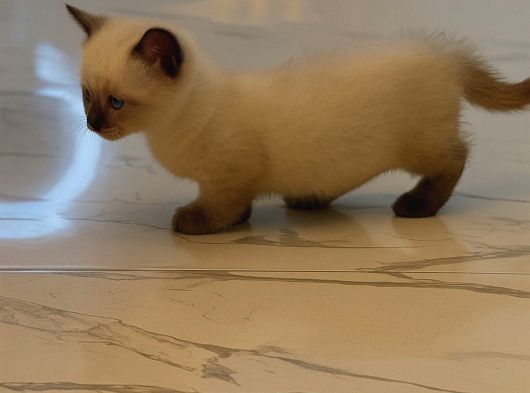 Munchkin Ve Bluepoint Yavrularımız görsel